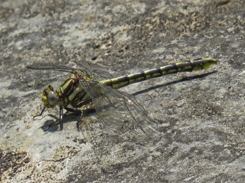 Female
27 May 2019, TN, Rutherford County